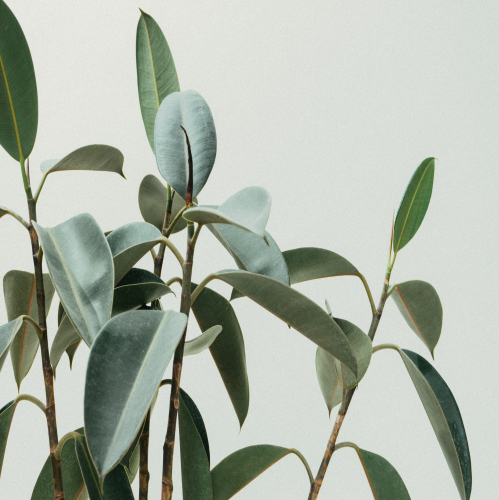 WHAT KIND OF PLANTS FOR GCC AND ARAB WORLD