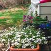 Astonishing Changes in Home Garden Before and After Decoration