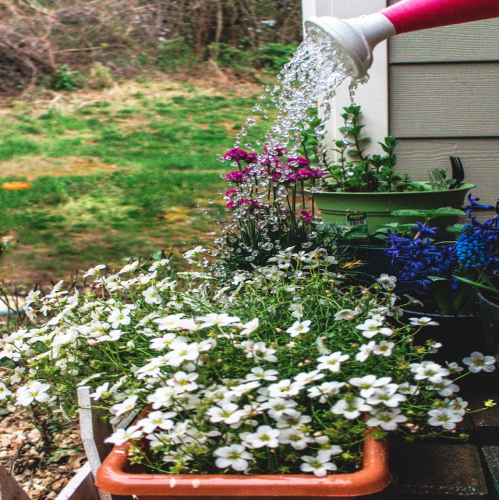 Astonishing Changes in Home Garden Before and After Decoration