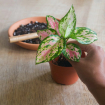 Your Natural Air Purifiers: Indoor Houseplants