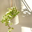 Your Natural Air Purifiers: Indoor Houseplants