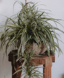أجهزة تنقية الهواء الطبيعية: نباتات منزلية
